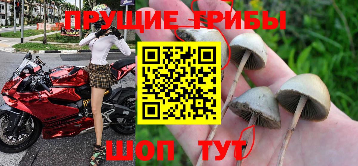 Псилоцибиновые грибы GOLDEN TEACHER Донской